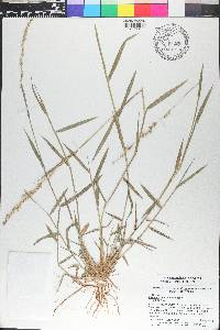 Setaria reverchonii image