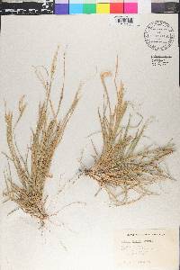 Chloris ciliata image