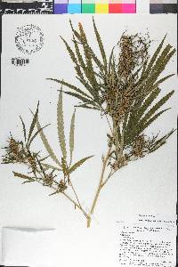 Cannabis sativa image