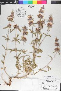 Monarda clinopodioides image