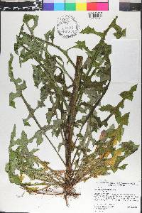 Lactuca graminifolia image