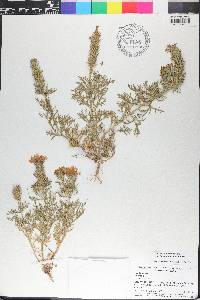 Glandularia bipinnatifida var. bipinnatifida image