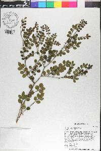 Zanthoxylum fagara image