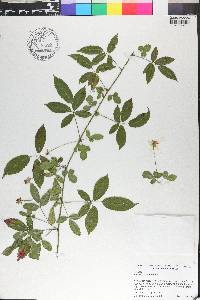 Rubus trivialis image