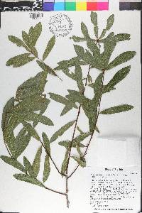 Quercus hemisphaerica image