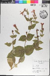 Silene rotundifolia image