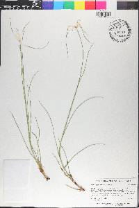 Rhynchospora colorata image