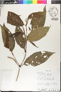Piper curridabatanum image