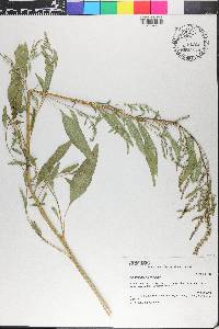 Amaranthus tuberculatus image