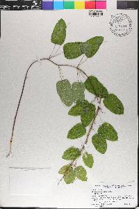 Smilax lasioneura image