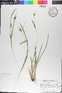 Carex gholsonii image