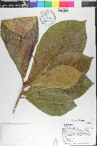 Terminalia catappa image