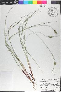 Carex complanata image