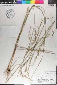 Aristida lanosa image