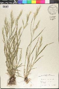 Bromus macrostachys image