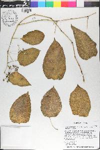 Cissus verticillata image