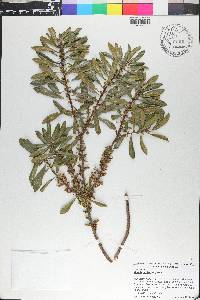 Morella cerifera image