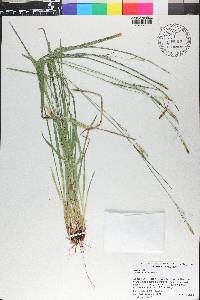 Carex striatula image