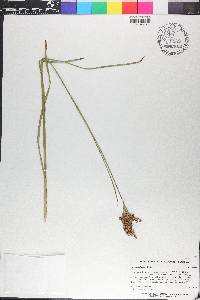 Juncus biflorus image