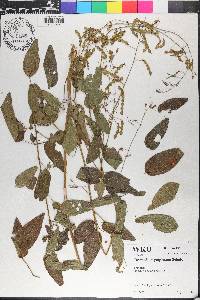 Desmodium perplexum image