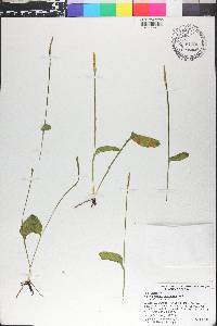 Ophioglossum petiolatum image