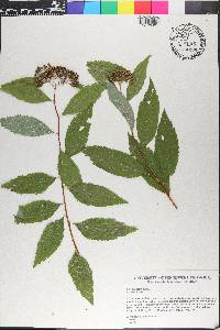 Spiraea japonica image