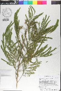 Leucaena leucocephala image