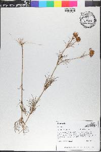 Coreopsis tinctoria image