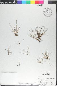 Eleocharis parvula image