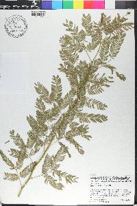 Prosopis juliflora image