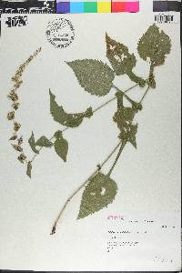 Solidago auriculata image