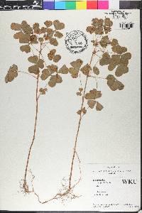 Oxalis grandis image