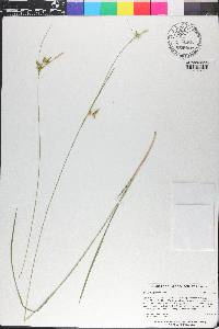 Carex turgescens image