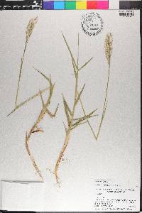 Panicum repens image