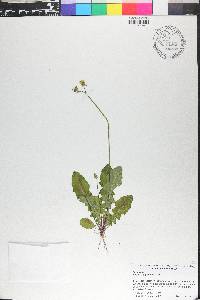 Youngia japonica image