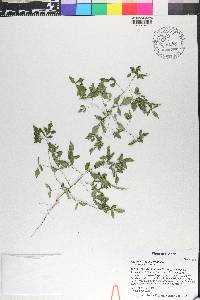 Cleome rutidosperma image