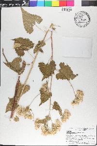 Brickellia grandiflora image