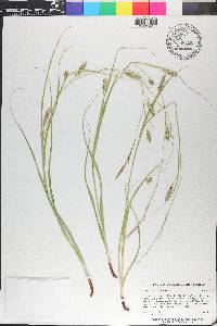 Carex cherokeensis image