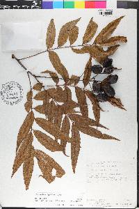 Vouarana anomala image