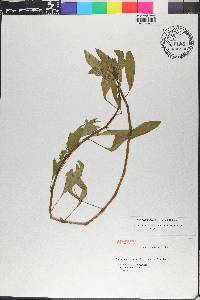 Ludwigia peploides image