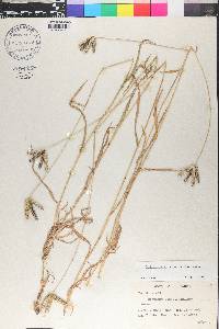 Dactyloctenium aegyptium image