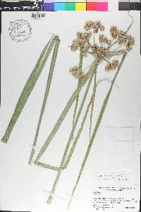 Cyperus virens image