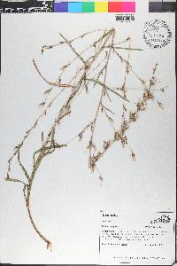 Lactuca saligna image