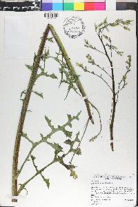 Lactuca graminifolia image