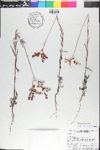 Eriogonum annuum image