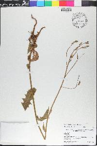 Launaea intybacea image