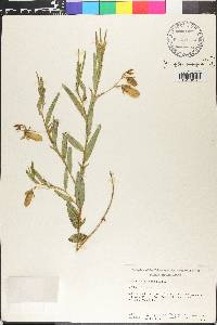 Crotalaria sagittalis image