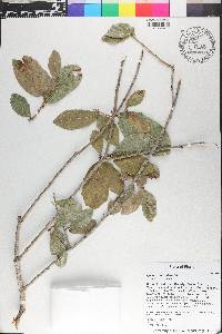 Quercus virginiana image