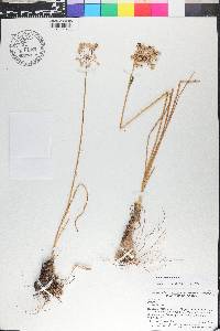 Allium cernuum image