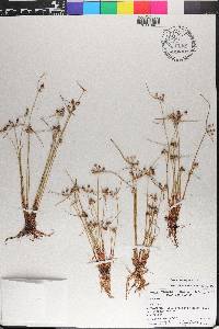 Cyperus neotropicalis image